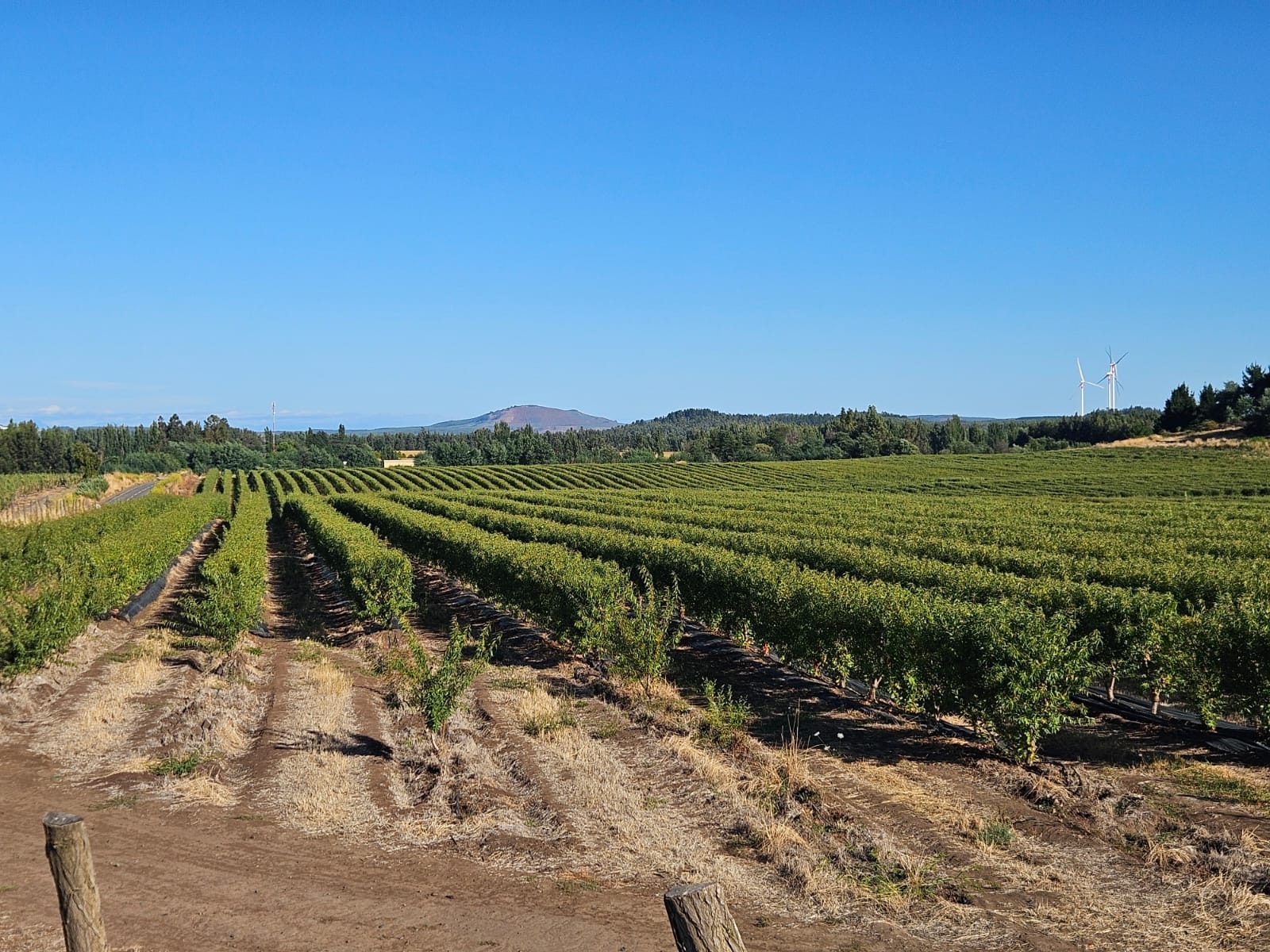 Hileras de almendros en Agroangol, Renaico