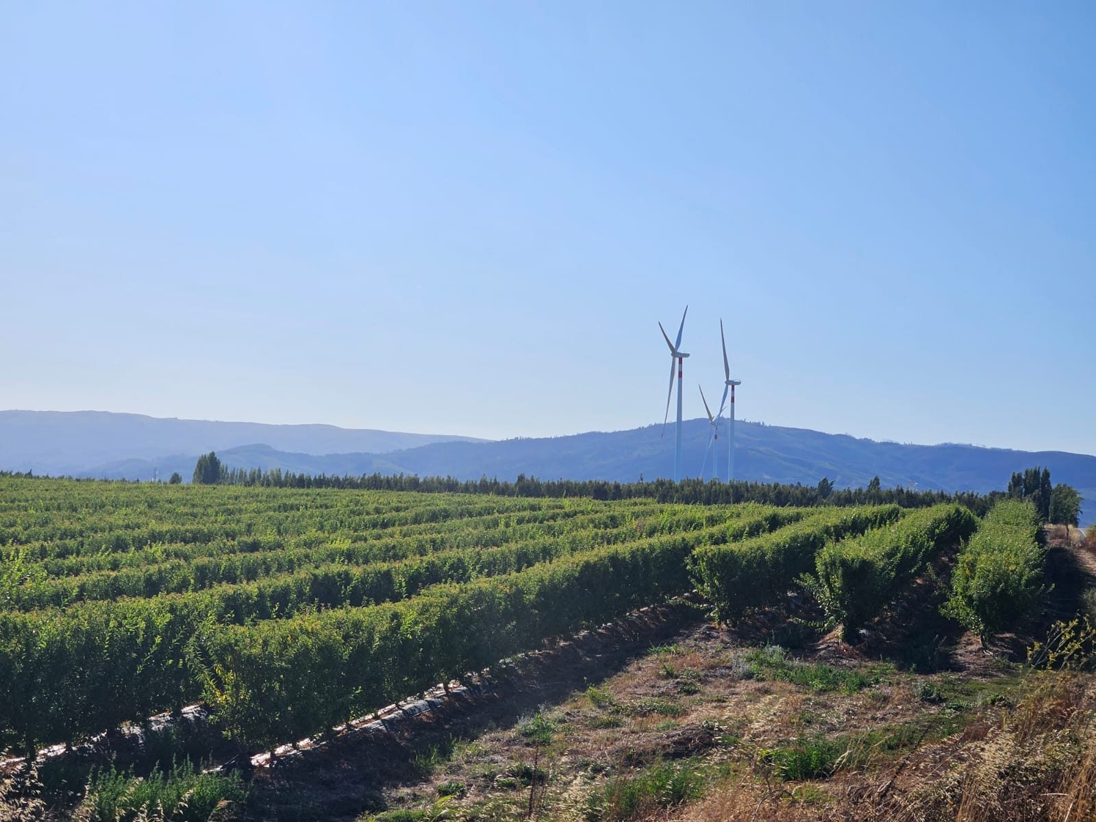 Huerto de almendros con torres eólicas al fondo