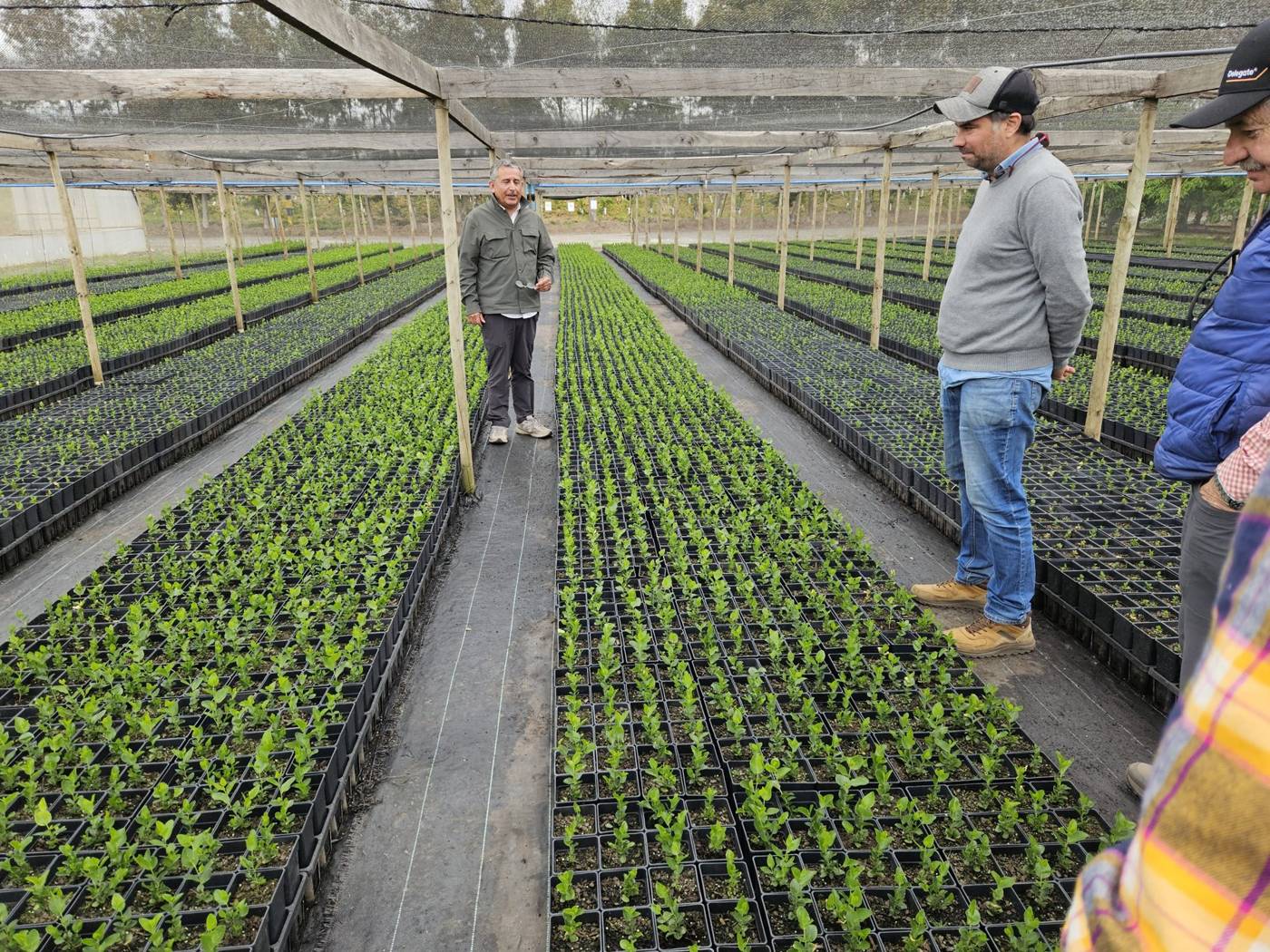 Vivero de frutales bajo invernadero